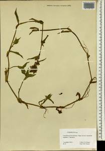 Коммелина, Африка (AFR) (Гвинея)