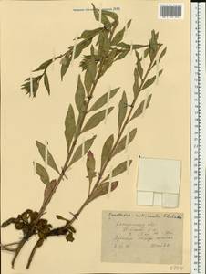 Oenothera × rubricaulis Kleb., Восточная Европа, Центральный лесной район (E5) (Россия)