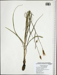 Pseudopodospermum tauricum (M. Bieb.) Vasjukov & Saksonov, Восточная Европа, Центральный район (E4) (Россия)