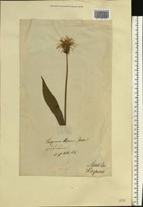 Pseudopodospermum hispanicum subsp. hispanicum, Восточная Европа, Северо-Западный район (E2) (Россия)