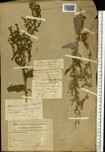 Лебеда стрелолистная, Лебеда лоснящаяся Borkh., Восточная Европа, Нижневолжский район (E9) (Россия)