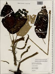Paraboea treubii (H.O. Forbes) B.L. Burtt, Зарубежная Азия (ASIA) (Вьетнам)