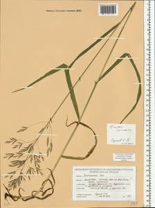 Костер безостый Leyss., Восточная Европа, Белоруссия (E3a) (Белоруссия)