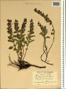 Дубровник обыкновенный L., Крым (KRYM) (Россия)