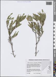 Додонея клейкая (L.) Jacq., Зарубежная Азия (ASIA) (ОАЭ)