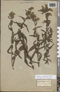 Воловик бледно-желтый M.Bieb., Восточная Европа, Молдавия (E13a) (Молдавия)