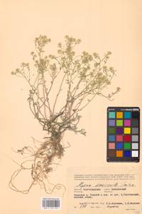 Odontarrhena tortuosa subsp. tortuosa, Восточная Европа, Нижневолжский район (E9) (Россия)