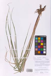 Осока носатая Stokes, Восточная Европа, Московская область и Москва (E4a) (Россия)