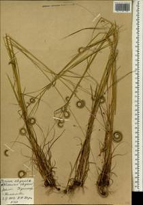 Ctenium elegans Kunth, Африка (AFR) (Мали)