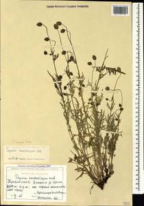 Papaver armeniacum subsp. armeniacum, Кавказ, Грузия (K4) (Грузия)
