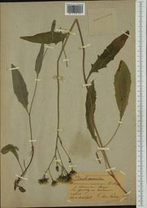 Hieracium lachenalii subsp. chlorodes (Dahlst.) Zahn, Западная Европа (EUR) (Швеция)