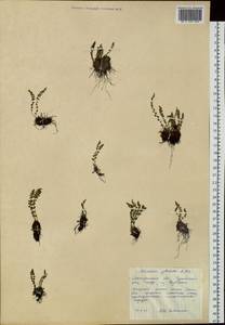 Вудсия головатая, Вудсия гладковатая R.Br., Сибирь, Чукотка и Камчатка (S7) (Россия)