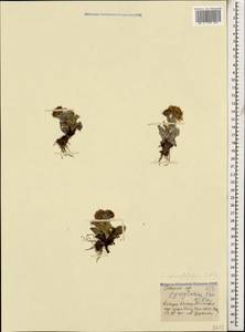 Tephroseris integrifolia subsp. primulifolia (Cufod.) Greuter, Кавказ, Ставропольский край, Карачаево-Черкесия, Кабардино-Балкария (K1b) (Россия)