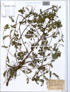 Phyllanthus ovalifolius Forssk., Африка (AFR) (Эфиопия)