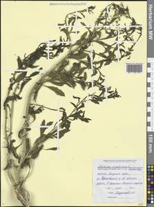 Клоповник виргинский L., Кавказ, Черноморское побережье (от Новороссийска до Адлера) (K3) (Россия)