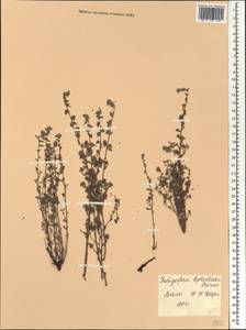 Indigofera leptoclada Harms, Африка (AFR) (Мали)