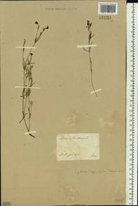 Asperula tinctoria L., Сибирь, Западная Сибирь (S1) (Россия)