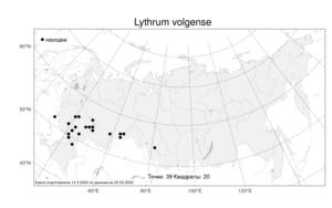 Lythrum volgense, Дербенник волжский D. A. Webb, Атлас флоры России (FLORUS) (Россия)