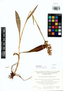 Пальчатокоренник Фукса (Druce) Soó, Сибирь, Прибайкалье и Забайкалье (S4) (Россия)