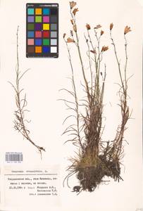 Колокольчик круглолистный L., Восточная Европа, Восточный район (E10) (Россия)