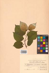 Актинидия коломикта (Maxim. & Rupr.) Maxim., Сибирь, Дальний Восток (S6) (Россия)