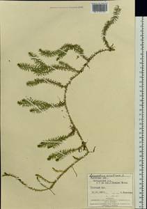 Spinulum annotinum subsp. annotinum, Восточная Европа, Западно-Украинский район (E13) (Украина)
