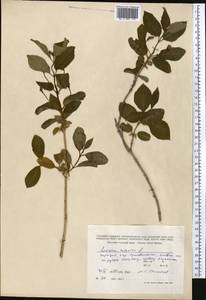 Жимолость татарская L., Средняя Азия и Казахстан, Северный и Центральный Тянь-Шань (M4) (Киргизия)