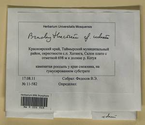 Brachythecium udum I. Hagen, Гербарий мохообразных, Мхи - Красноярский край, Тыва и Хакасия (B17) (Россия)