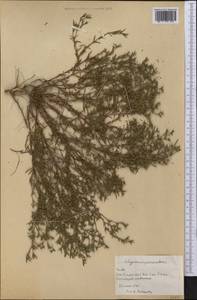 Polypremum procumbens L., Америка (AMER) (Куба)