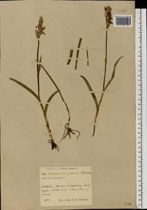 Dactylorhiza majalis subsp. lapponica (Laest. ex Hartm.) H.Sund., Восточная Европа, Центральный район (E4) (Россия)