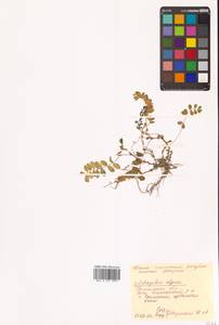 Астрагал альпийский L., Сибирь, Чукотка и Камчатка (S7) (Россия)