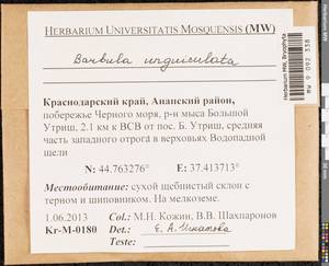 Barbula unguiculata Hedw., Гербарий мохообразных, Мхи - Северный Кавказ и Предкавказье (B12) (Россия)