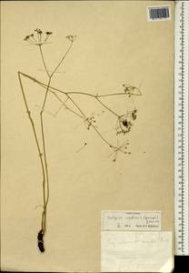 Скалигерия рапсовидная (Willd. ex Spreng.) Grande, Зарубежная Азия (ASIA) (Турция)