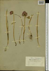 Лук скорода, Шнитт-лук L., Сибирь, Чукотка и Камчатка (S7) (Россия)