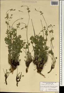 Shomalia olivieri (Boiss.) Lyskov, Зарубежная Азия (ASIA) (Иран)