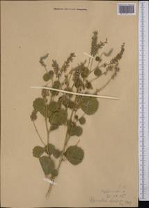 Cullen drupaceum (Bunge)C.H.Stirt., Средняя Азия и Казахстан, Памир и Памиро-Алай (M2) (Киргизия)