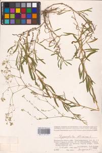 Качим высочайший L., Восточная Европа, Нижневолжский район (E9) (Россия)