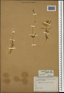 Cerastium longifolium Willd., Кавказ (без точных местонахождений) (K0)