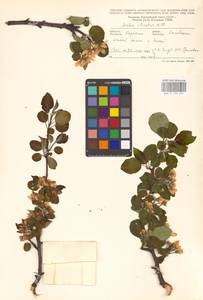 Яблоня лесная Mill., Восточная Европа, Западно-Украинский район (E13) (Украина)