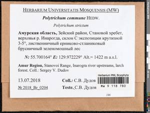 Polytrichum commune Hedw., Гербарий мохообразных, Мхи - Дальний Восток (без Чукотки и Камчатки) (B20) (Россия)