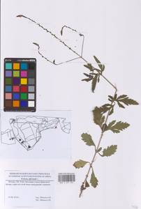 Вербена лекарственная L., Восточная Европа, Московская область и Москва (E4a) (Россия)