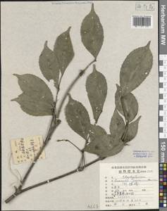 Staphylea japonica (Thunb.) Mabb., Зарубежная Азия (ASIA) (КНР)