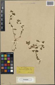 Campanula drabifolia Sm., Западная Европа (EUR) (Греция)
