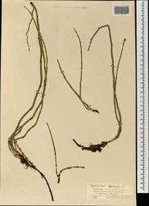 Хвощ зимующий L., Монголия (MONG) (Монголия)