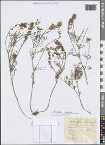 Астрагал разноцветный Pall., Сибирь, Прибайкалье и Забайкалье (S4) (Россия)