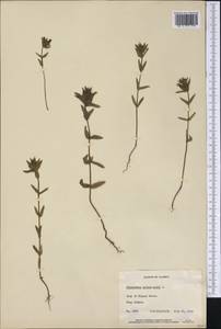 Rhinanthus minor subsp. minor, Америка (AMER) (США)