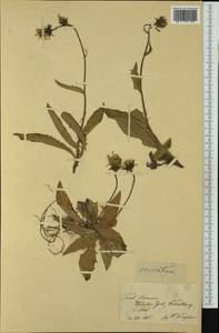 Hieracium serratum Nägeli & Peter, Западная Европа (EUR)