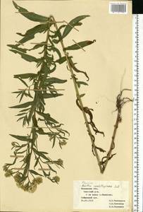 Achillea salicifolia subsp. salicifolia, Восточная Европа, Центральный район (E4) (Россия)