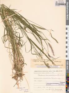× Elyhordeum, Сибирь, Чукотка и Камчатка (S7) (Россия)