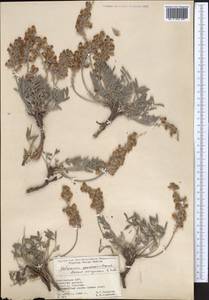 Hedysarum daraut-kurganicum Sultanova, Средняя Азия и Казахстан, Памир и Памиро-Алай (M2) (Киргизия)
